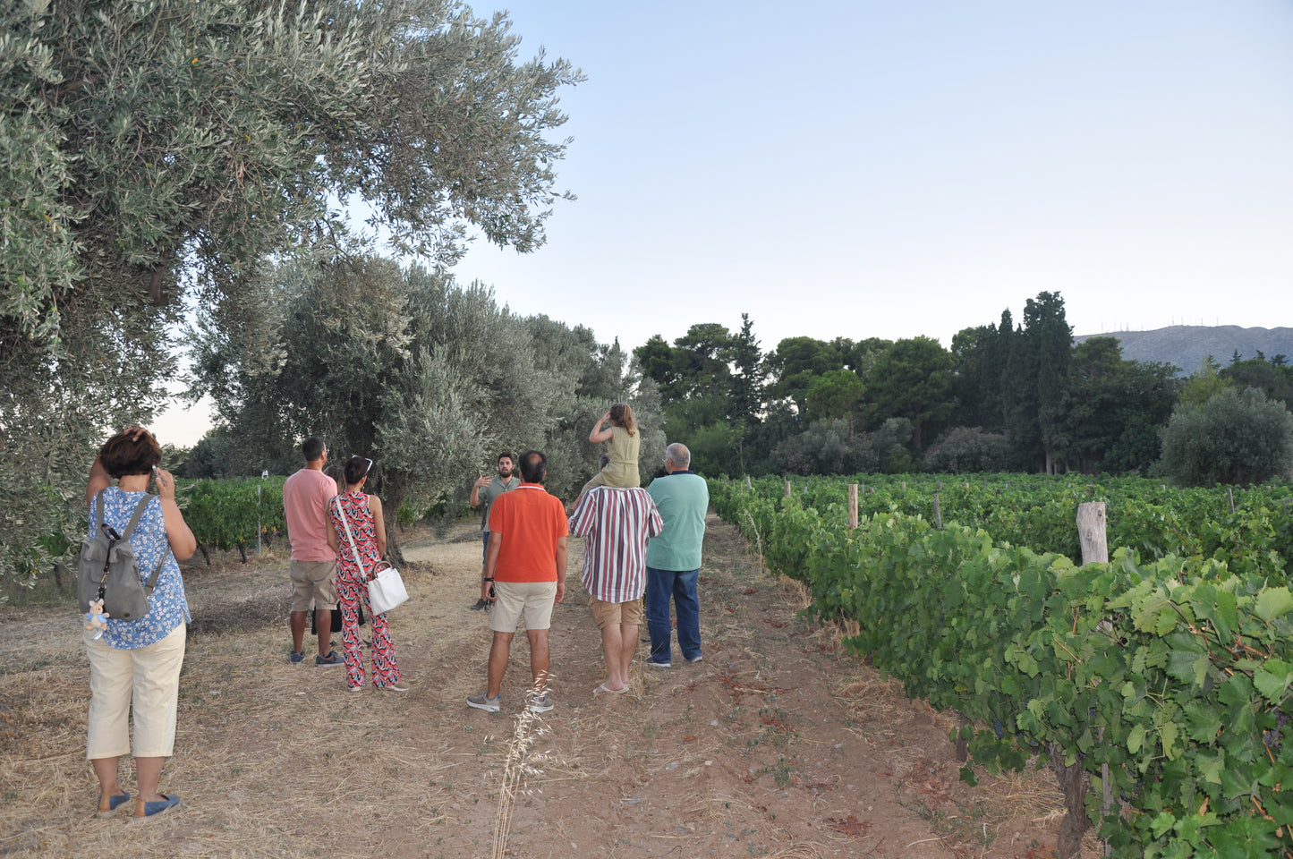 Private Vineyard Tour and Wine Tasting with Greek tradition's culinary surprises