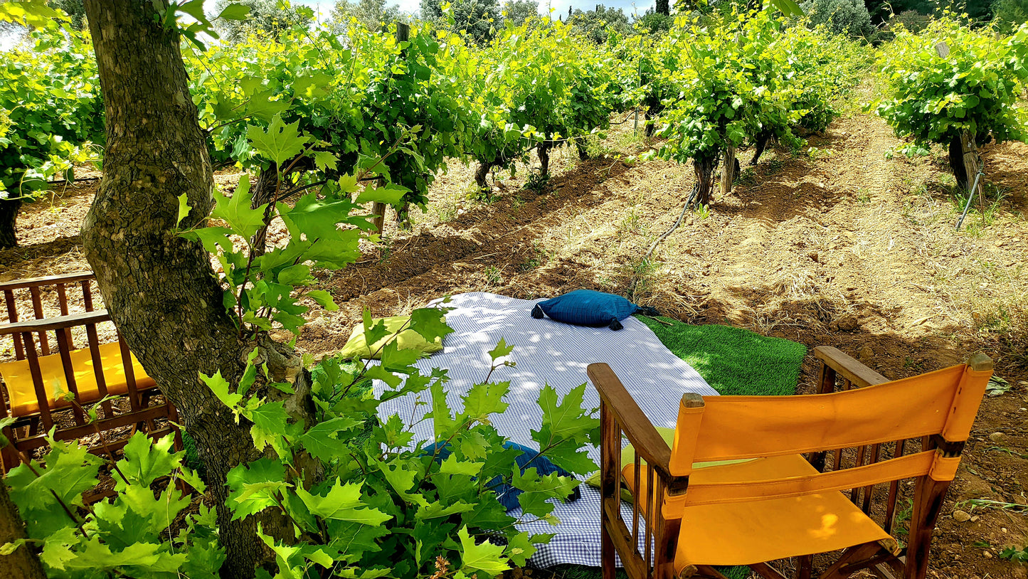 Picnic at the Vineyard