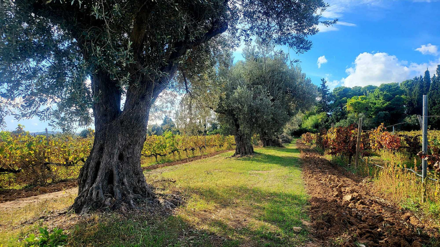 Private Vineyard Tour and Wine Tasting with Greek tradition's culinary surprises