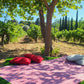 Picnic at the Vineyard