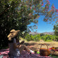 Picnic at the Vineyard