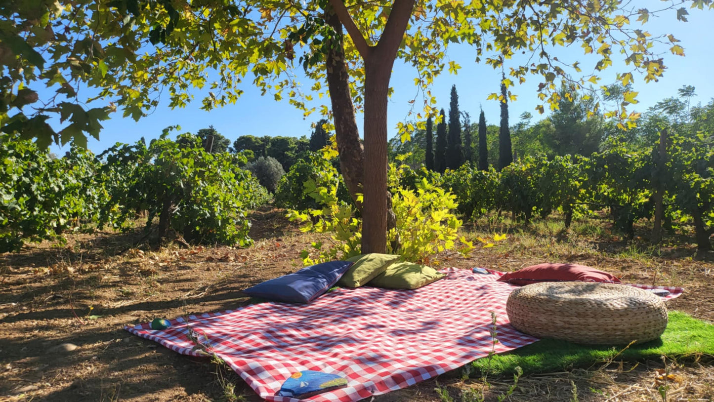 Picnic at the Vineyard