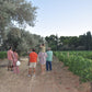 Vineyard Tour and Wine Tasting with Greek Meze