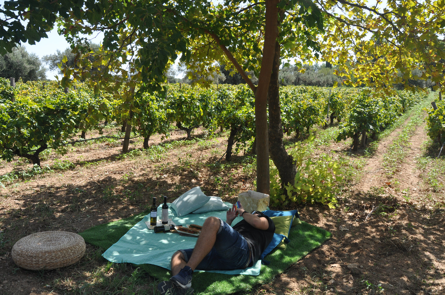 Picnic at the Vineyard