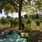 Picnic at the Vineyard