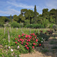 Picnic at the Vineyard