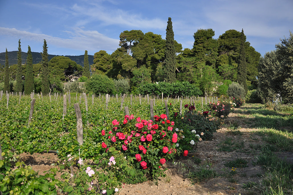 Picnic at the Vineyard